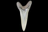 Fossil Shortfin Mako Shark Tooth - Georgia #75271-1
